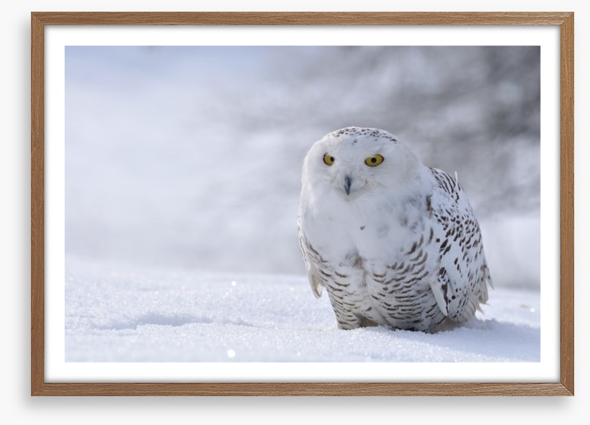 Beautiful snowy owl
