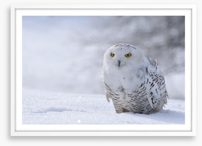 Beautiful snowy owl