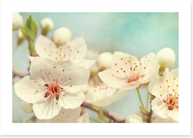 Cherry blossoms