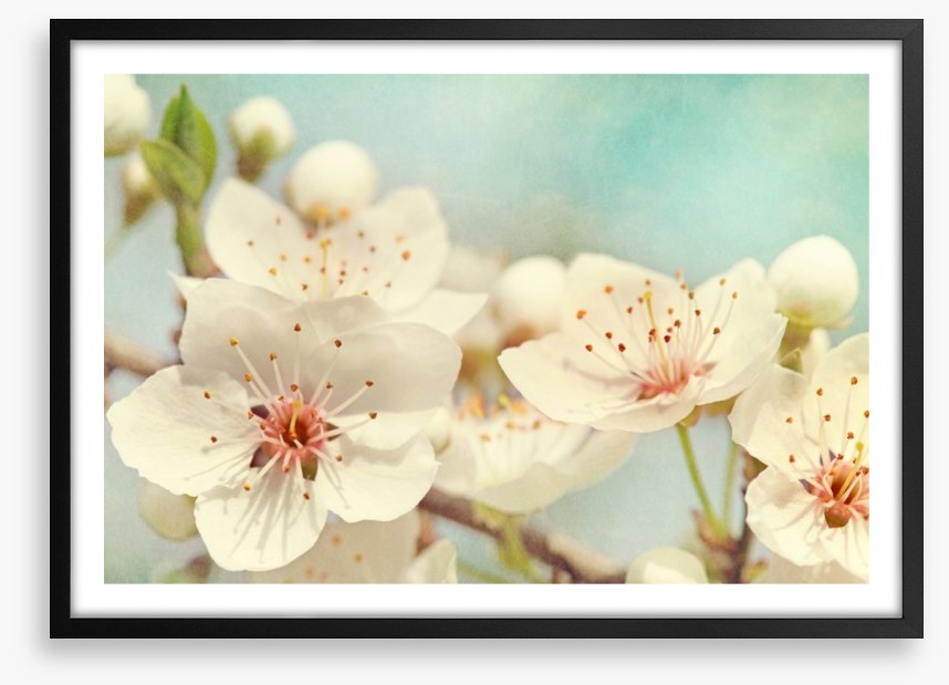 Cherry blossoms