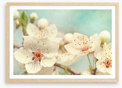 Cherry blossoms