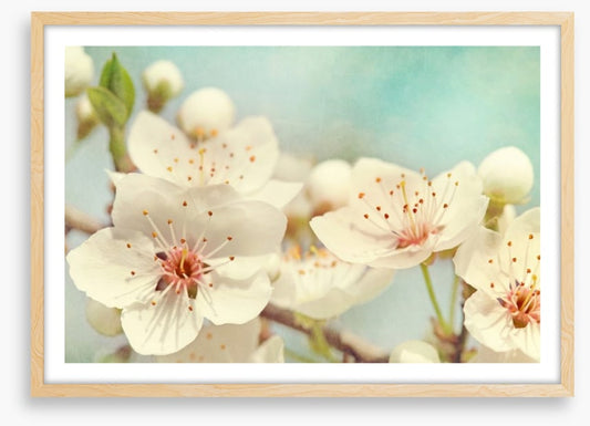 Cherry blossoms