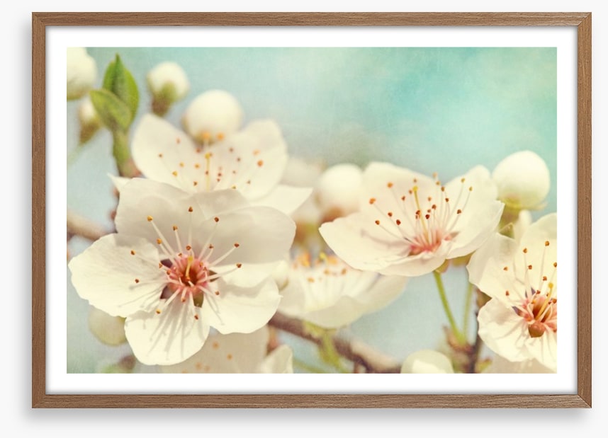 Cherry blossoms