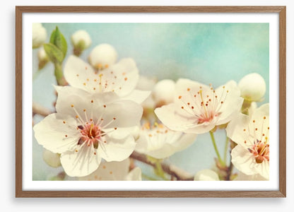 Cherry blossoms