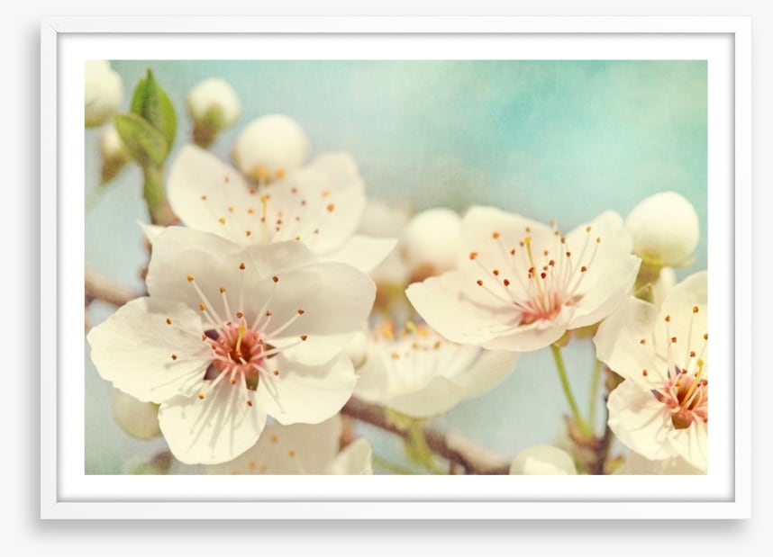 Cherry blossoms