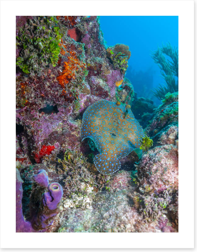Peacock flounder reef