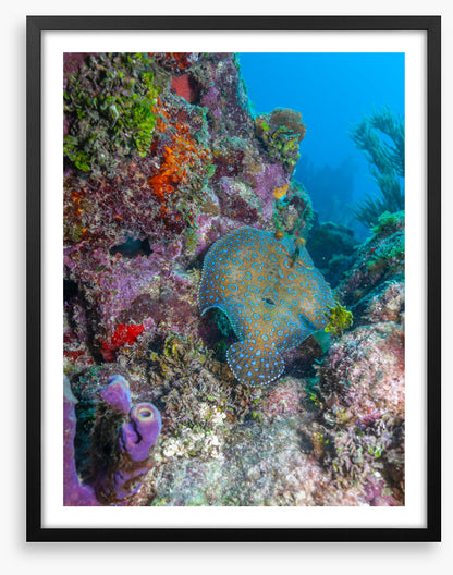 Peacock flounder reef