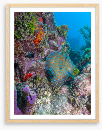 Peacock flounder reef