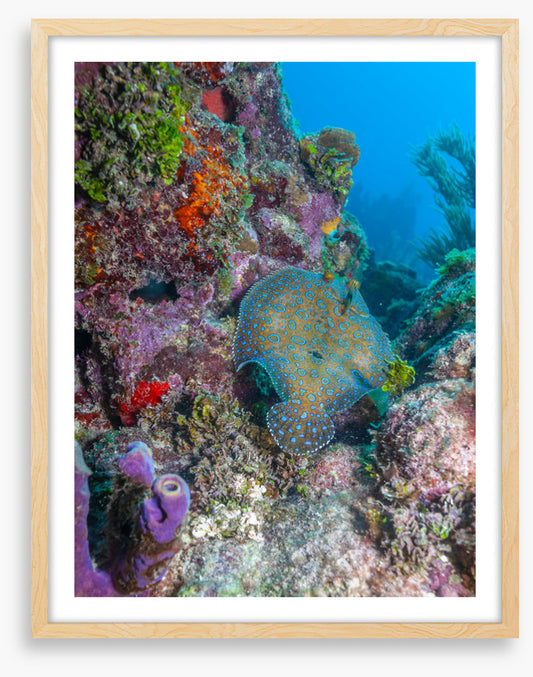 Peacock flounder reef