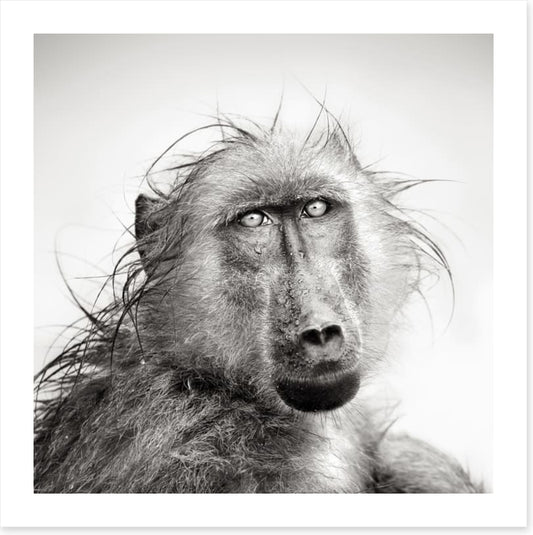 Baboon bath