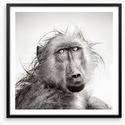 Baboon bath
