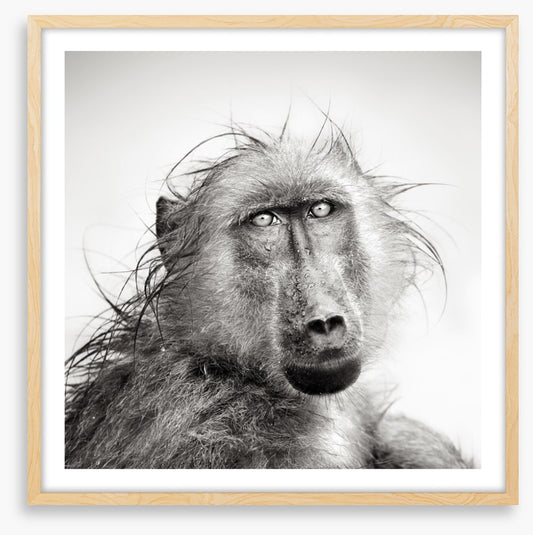 Baboon bath