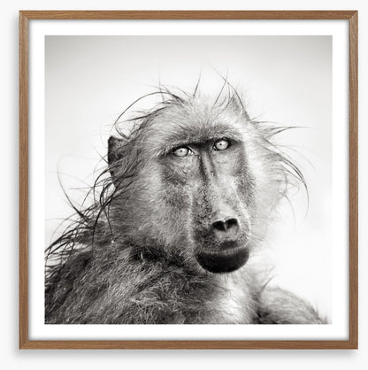 Baboon bath