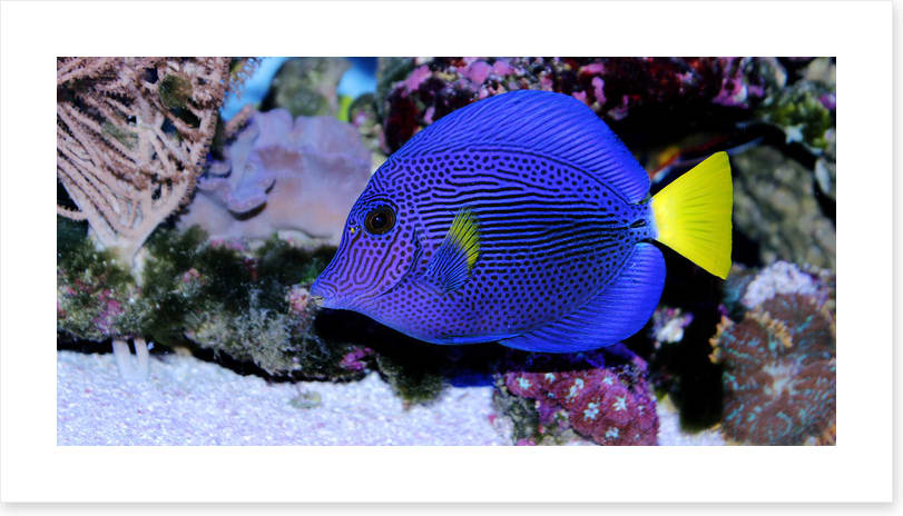 Yellowtail tang