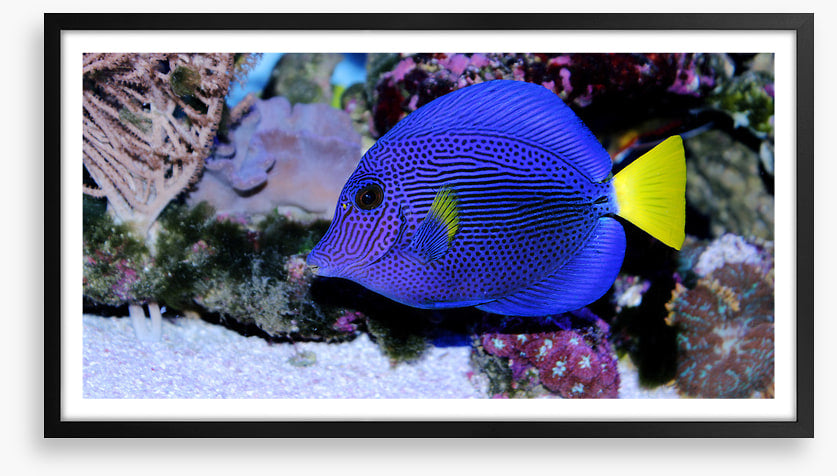 Yellowtail tang