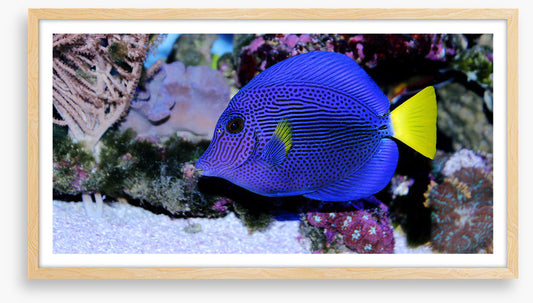 Yellowtail tang