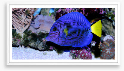 Yellowtail tang