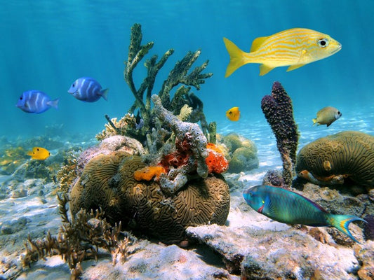 Underwater