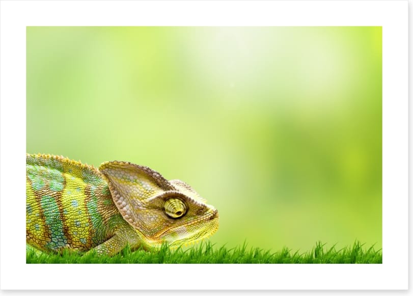 Chameleon crawl