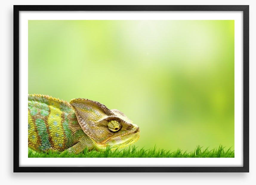 Chameleon crawl