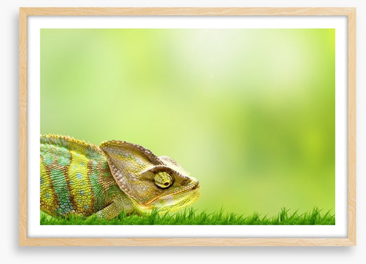 Chameleon crawl