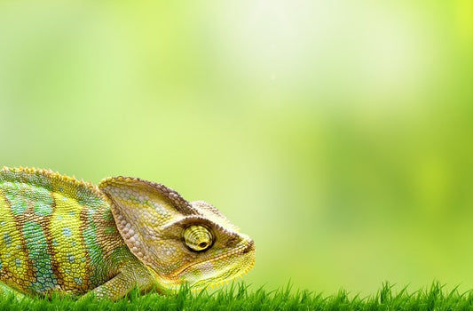 Chameleon crawl