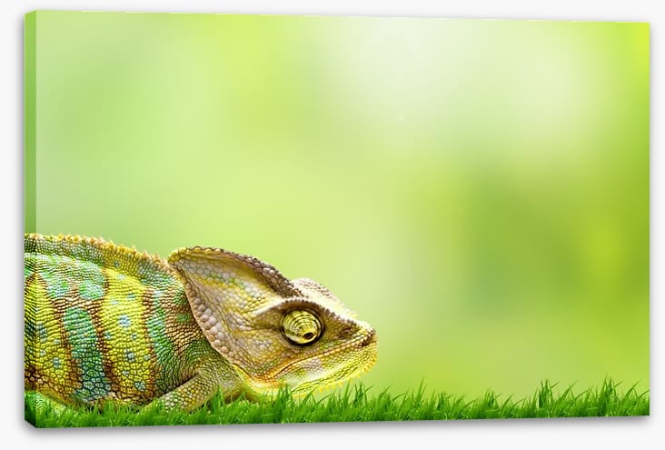 Chameleon crawl