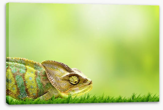 Chameleon crawl