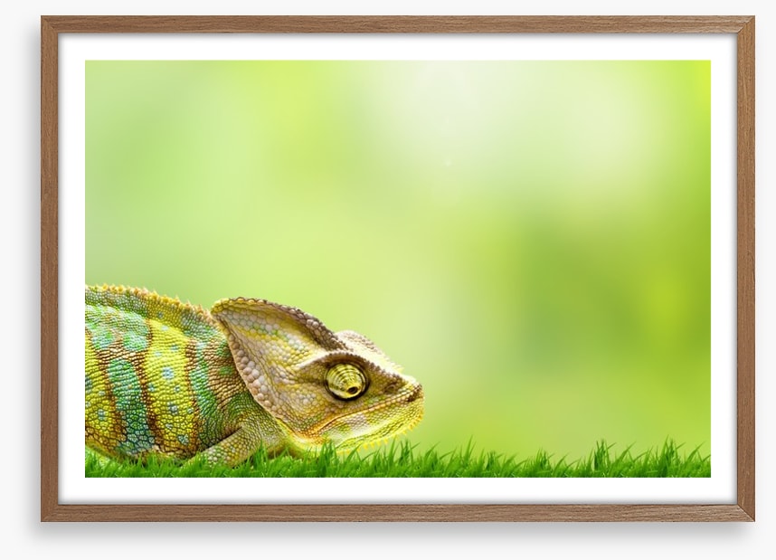 Chameleon crawl