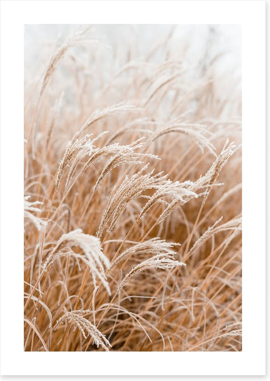 Frosted pampas