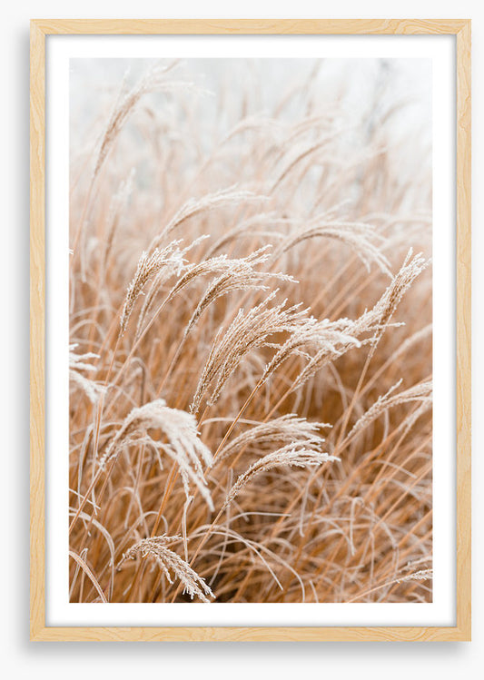 Frosted pampas
