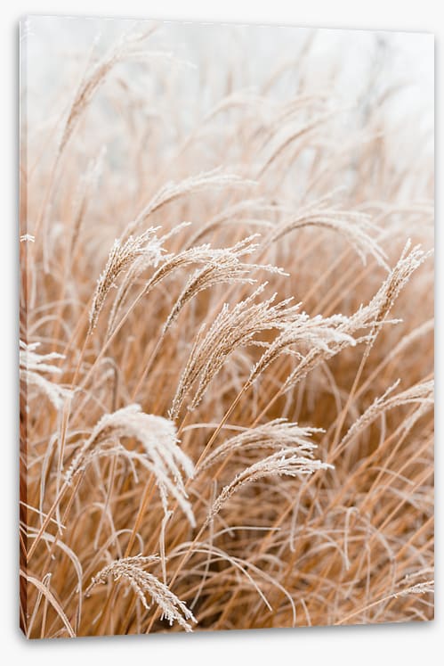 Frosted pampas