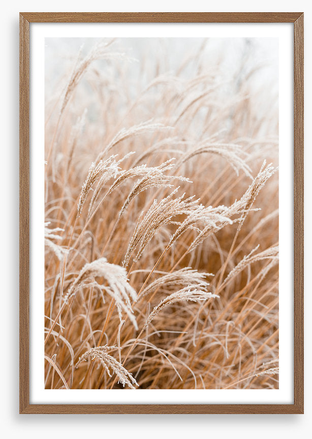 Frosted pampas