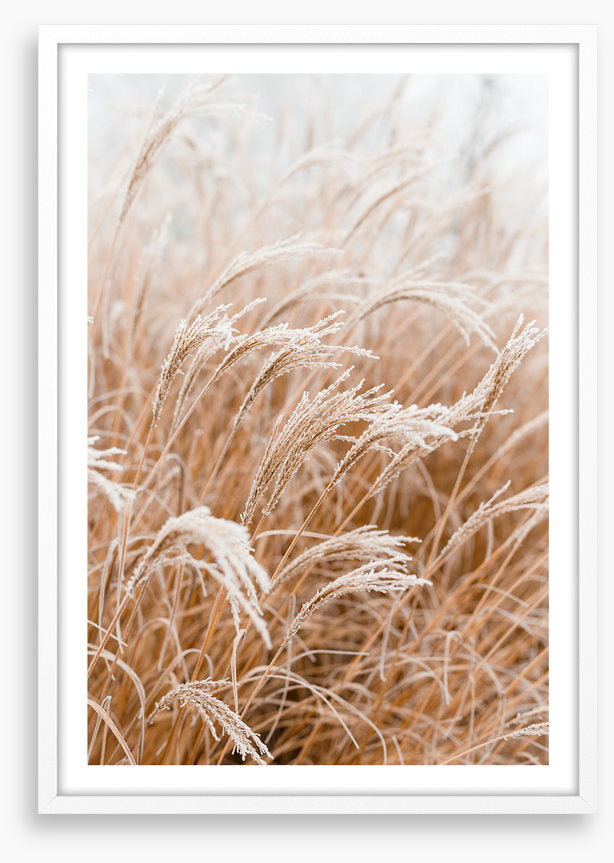 Frosted pampas
