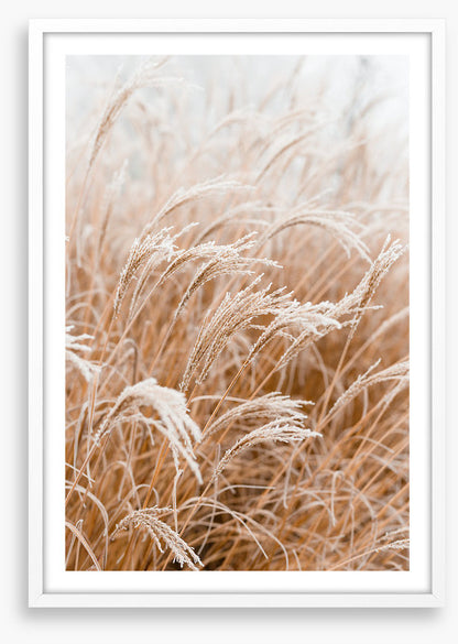 Frosted pampas
