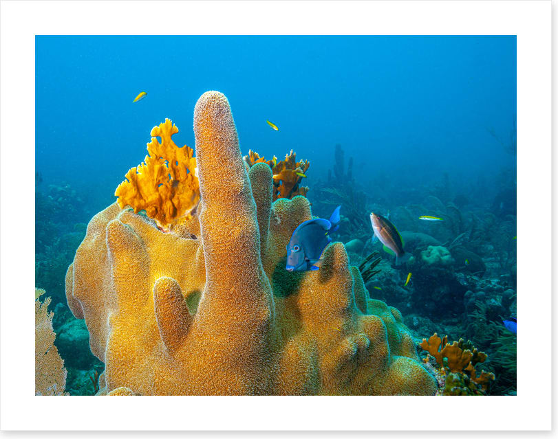 Yellow finger sponge