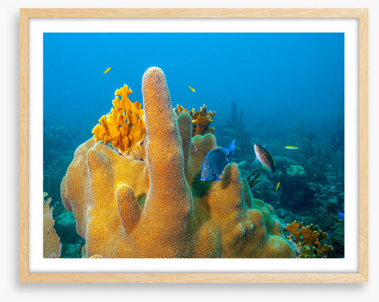 Yellow finger sponge
