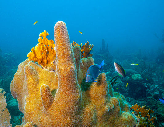 Yellow finger sponge
