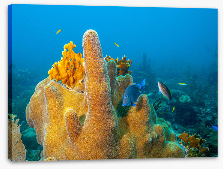 Yellow finger sponge