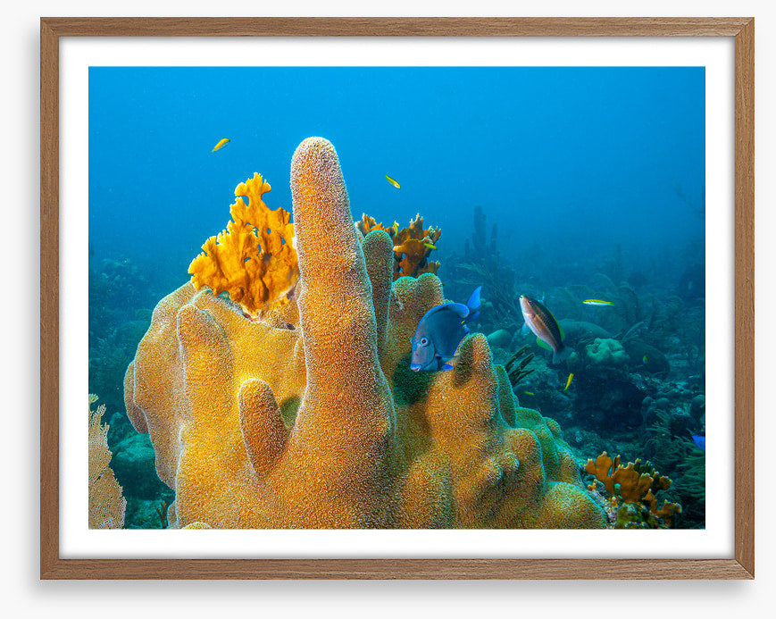 Yellow finger sponge
