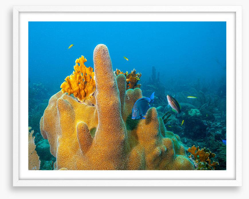 Yellow finger sponge