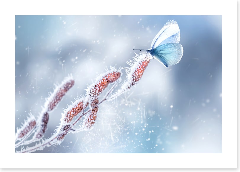 Butterfly in the snow