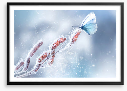 Butterfly in the snow