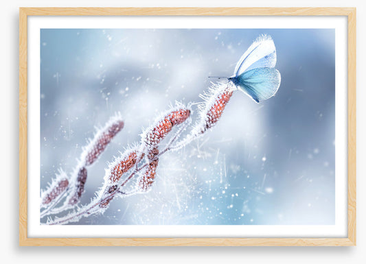 Butterfly in the snow
