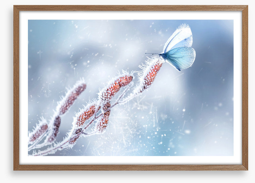 Butterfly in the snow