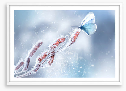 Butterfly in the snow