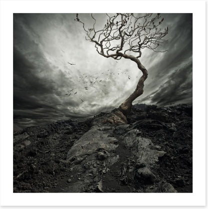 Trees