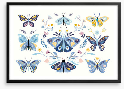 Butterfly blooms