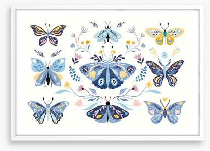 Butterfly blooms