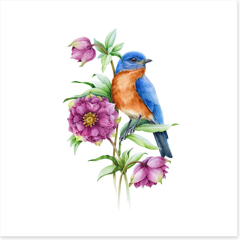Birds